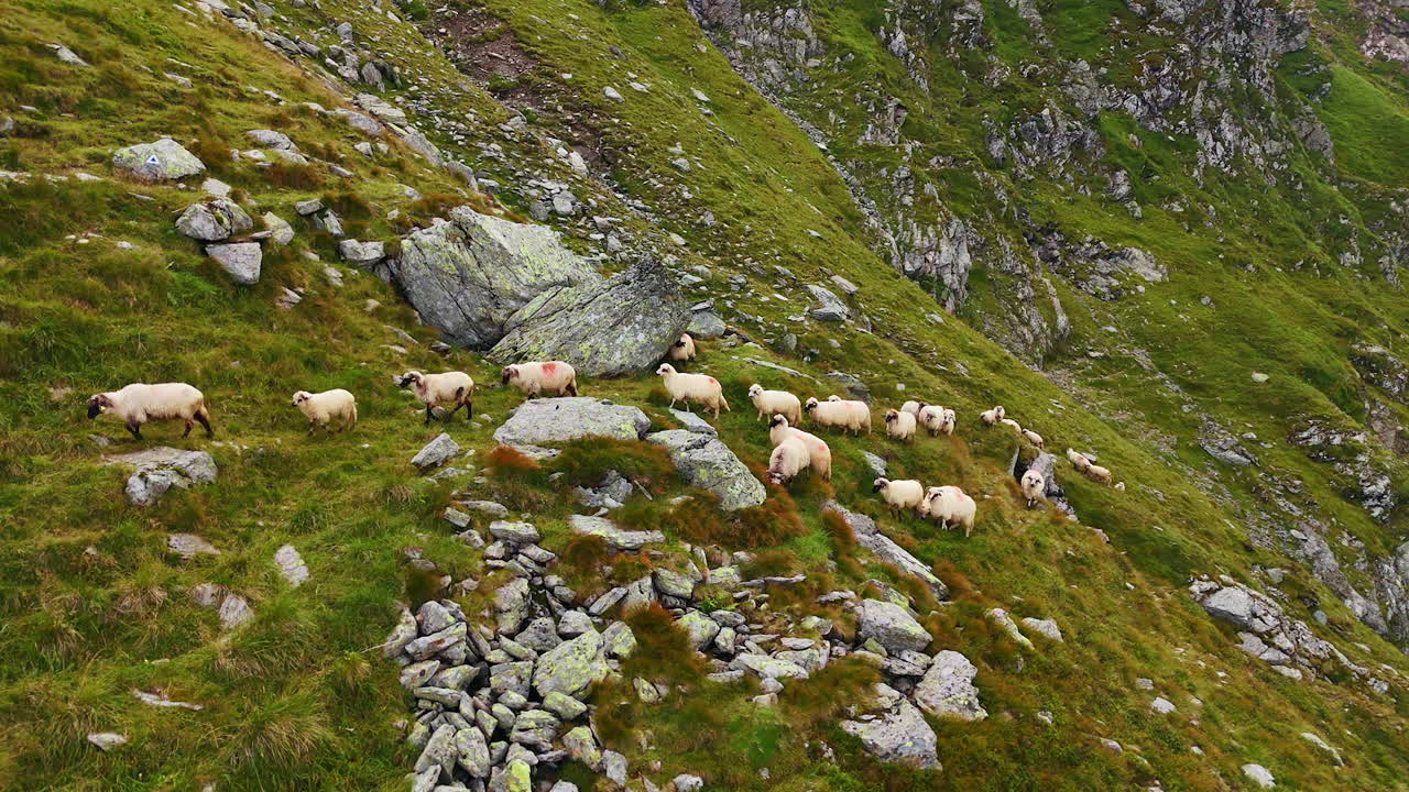 Flock moving along mountain path. Sheep herd walking along a green mountain path among rocks in Romania