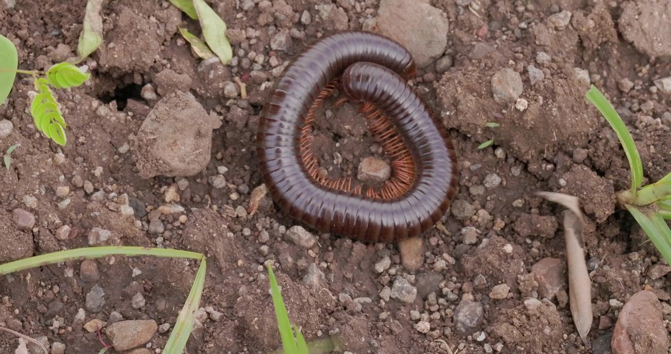 Millepiedi gigante asiatico che si srotola e striscia via; passo nella foresta all'alba al rallentatore sul terreno