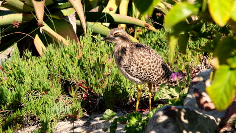 Threatening-gestures-and-glare-from-Spotted-thick-knee-in-bushes,-profile-view