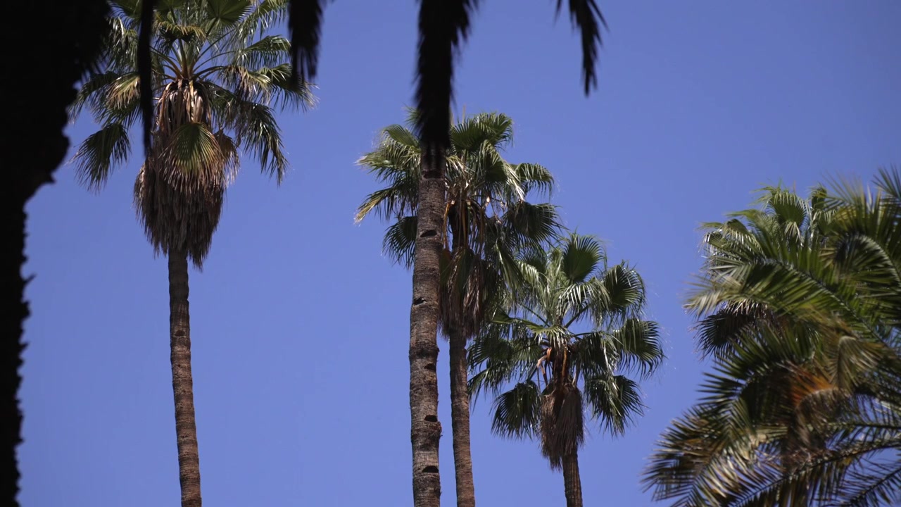 Berrak mavi bir gökyüzüne karşı Jardin Majorelle'deki uzun palmiyeler.