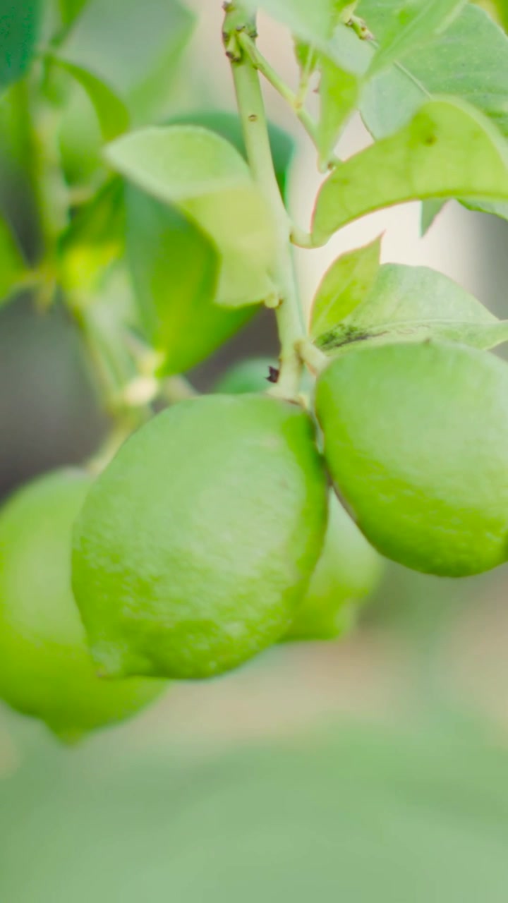 Video verticale: Due limoni verdi che ondeggiano nella brezza leggera in giardino, con la telecamera che panoramica mostrando un insetto.