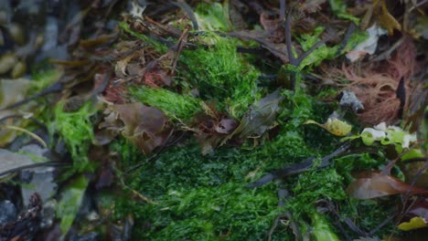 Close-up-shot-of-wet,-green-seaweed