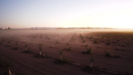 misty agricultural field at sunrise or sunset