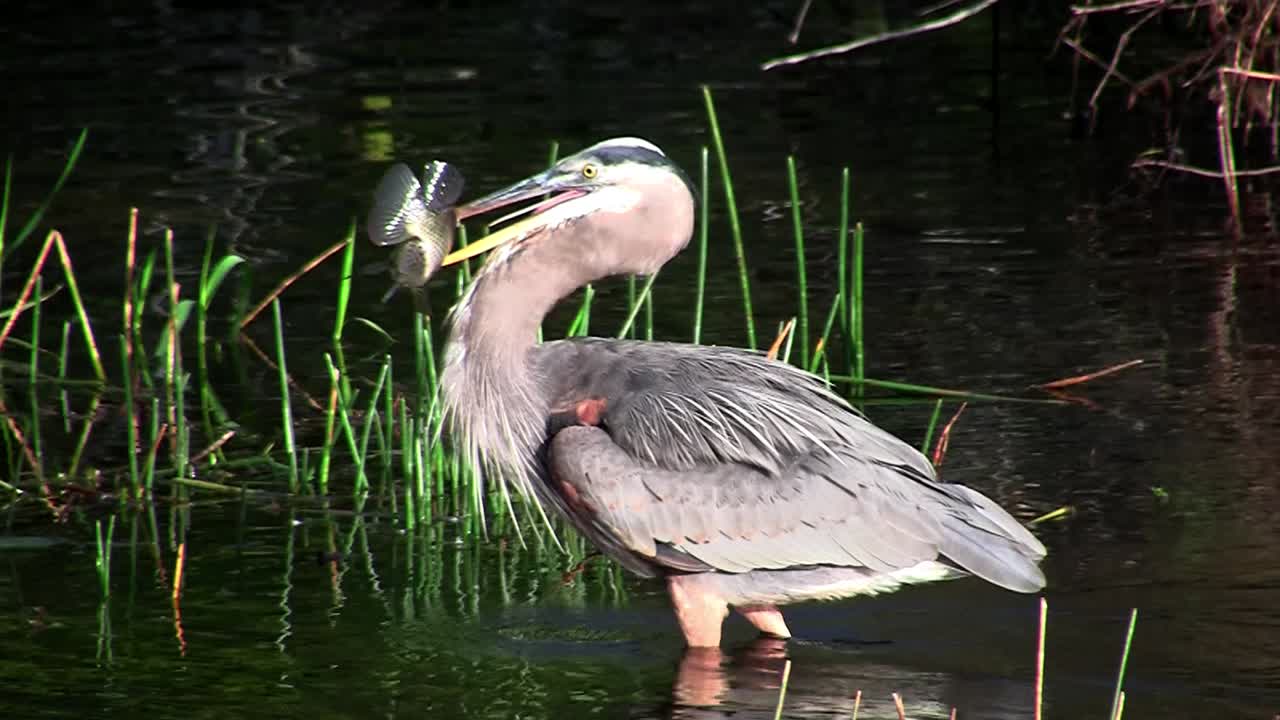 птица в болоте эверглейдс ловит рыбу