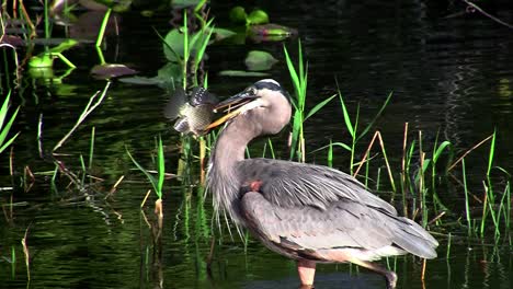 a bird in an everglades swamp catches a fish