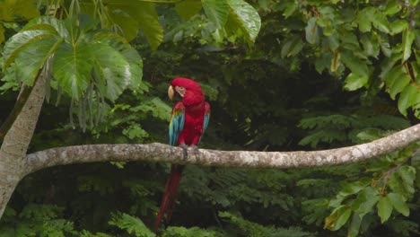 majestic green winged macaw perched on a branch in the peruvian rain forest, colorful parrot perched