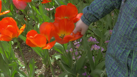 on a sunny day a little boy in the garden smelling the tulips and looks to the flowers