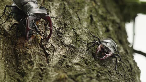 close up of two male stag beetles and one female on the trunk of a tree with a wasp harassing them, one pair is mating