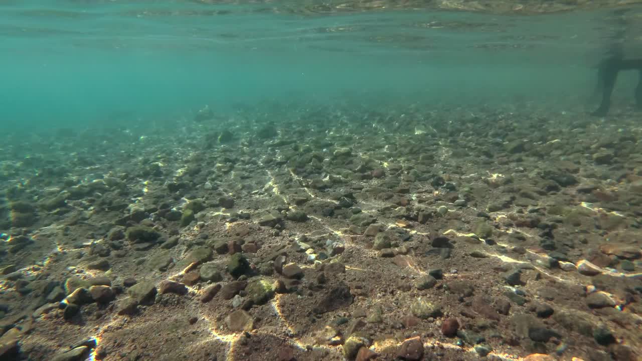 Sort hund svømmer på vandoverfladen. Undervandsoptagelse, 4K-60fps. Rødehavet, Dahab, Egypten