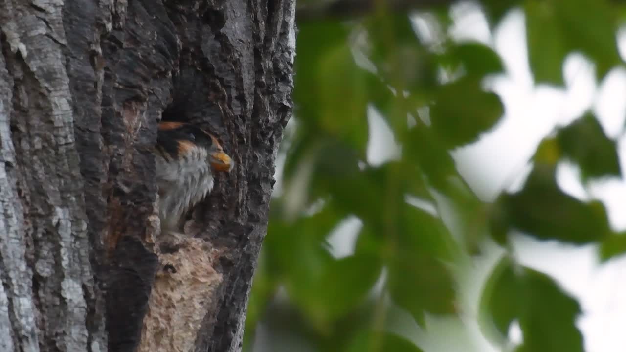 el falconet de muslo negro es una de las aves rapaces más pequeñas que se encuentran en los bosques de algunos países de asia