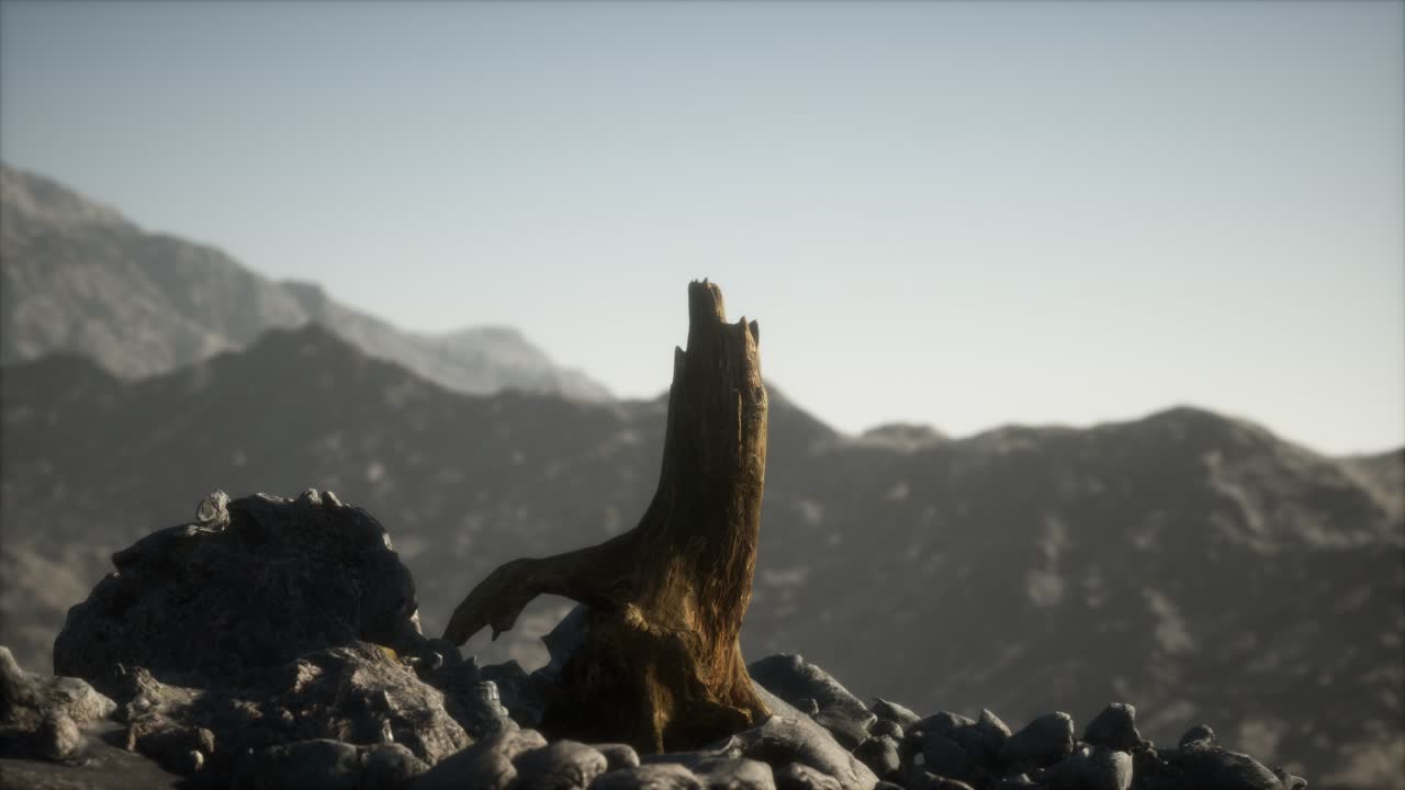 Pino morto su roccia granitica al tramonto