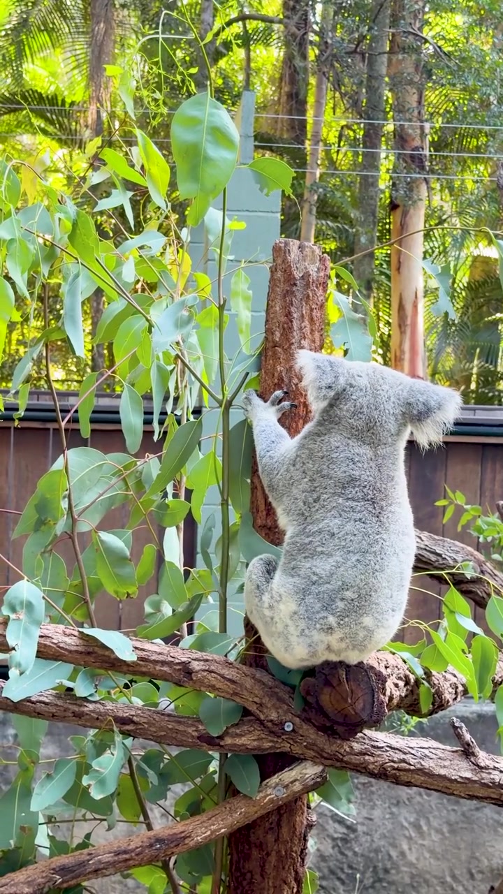Koala a riposo su un ramo di eucalipto nel suo habitat naturale