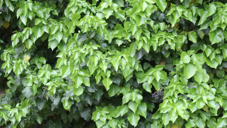 dense green ivy covering garden wall