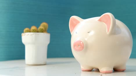 saving money in a pig, inserting coin inside pig coin box, hand putting coins in piggy bank isolated on blue background, closeup. with cactus