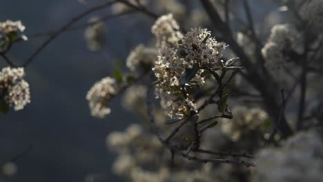 Fauna-Del-Parque-Nacional-Boney-Mountain,-California.-Enero-2019