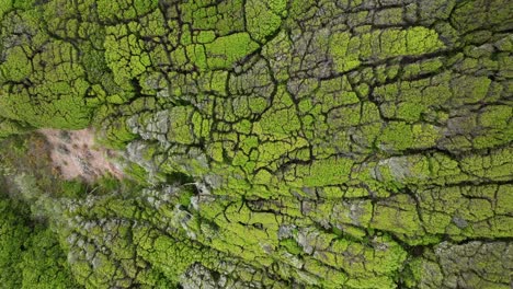 overhead shot of fabulous green forest full of trees sided by side, san francisco