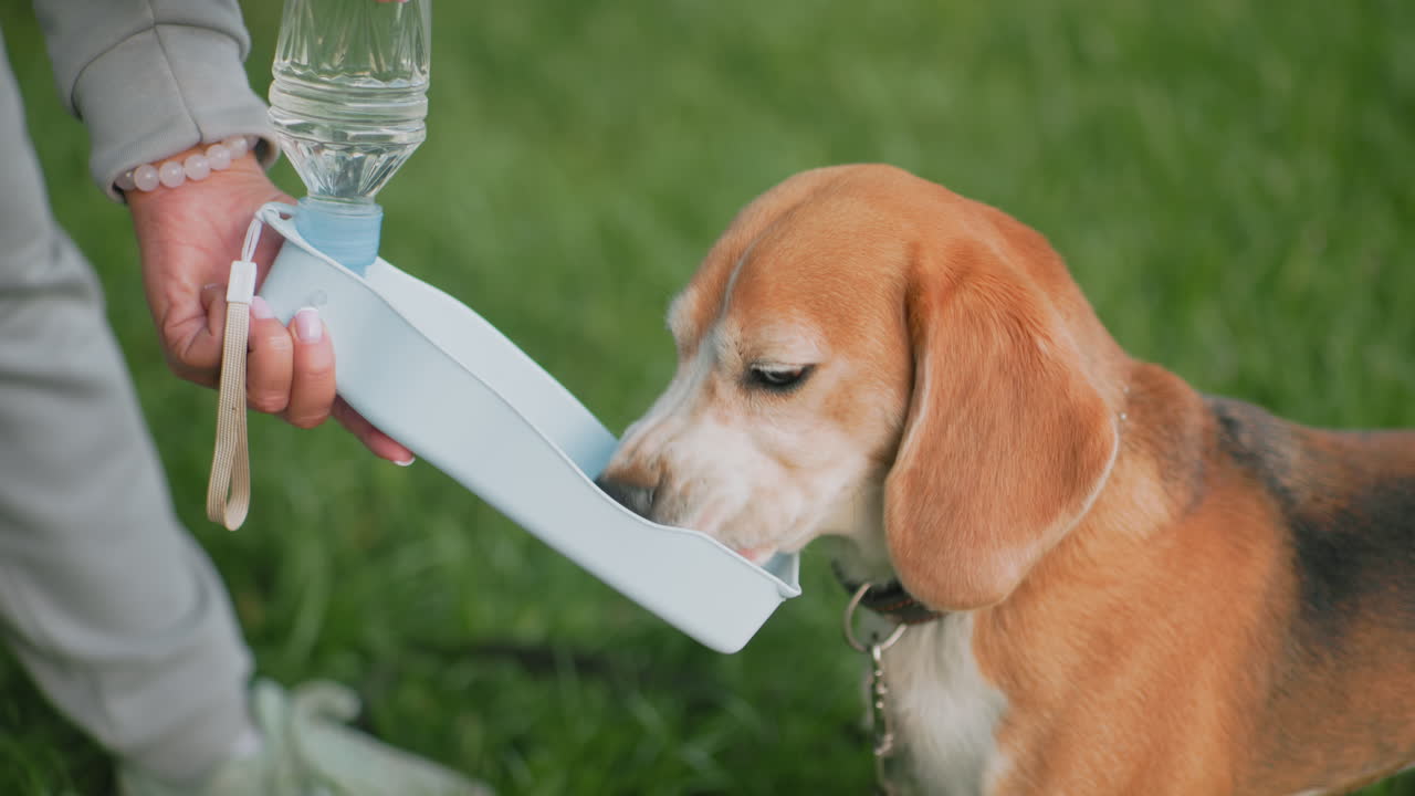 Beagle dog drinking water from blue portable bottle held by owner during outdoor session on green grass, illustrating pet hydration, responsible ownership, and care in warm weather with close-up view