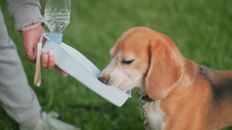 beagle dog drinking water from blue portable bottle held by owner during outdoor session on green grass, illustrating pet hydration, responsible ownership, and care in warm weather with close-up view