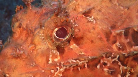 Big-scale-Scorpionfish-close-up-on-coral