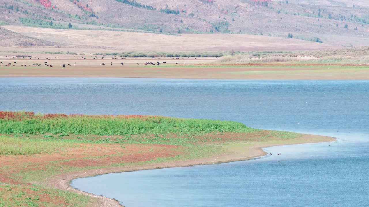 따뜻하고 화창한 날 체스터필드 저수지에서 풀을 뜯고 있는 아이다호 소