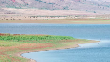 Idaho-Kühe,-Die-An-Einem-Warmen,-Sonnigen-Tag-Auf-Dem-Chesterfield-Stausee-Grasen