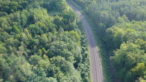 sunshine over lush woodland with railway near witomino, poland