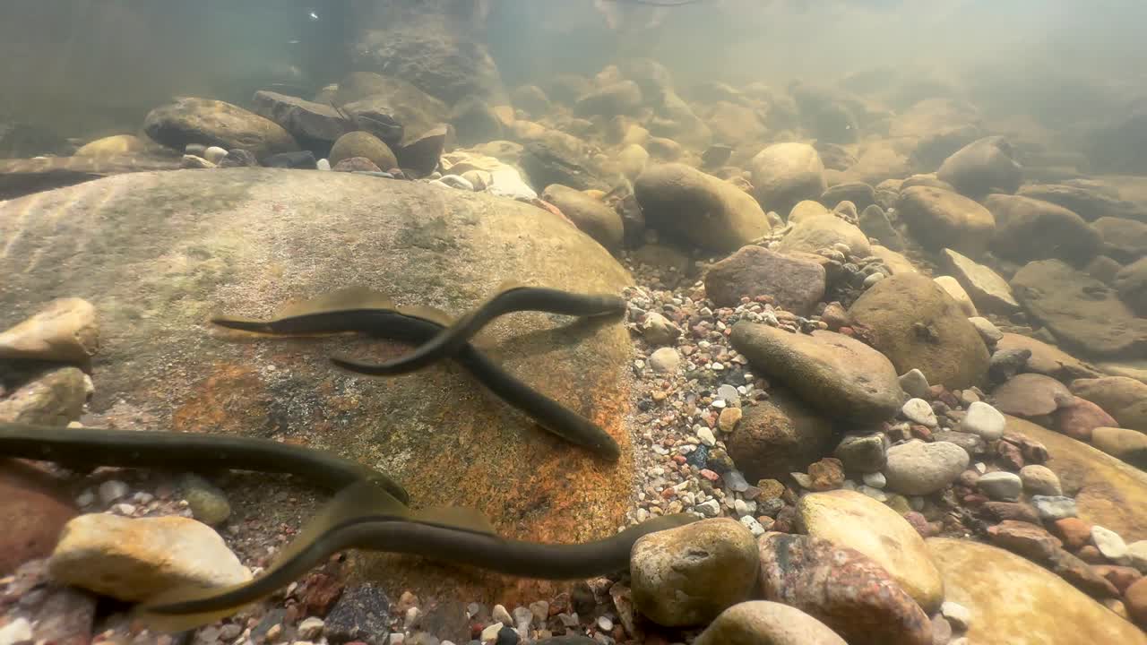 Underwater footage of Brook lampreys at the spawning site. Estonia.