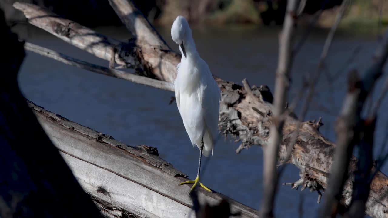 una garceta nevada posada en una rama con vistas al agua