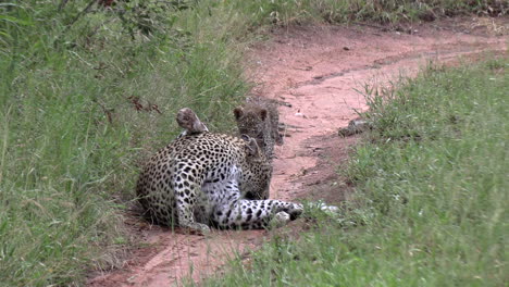 a leopard cub runs towards its mother to get some affection