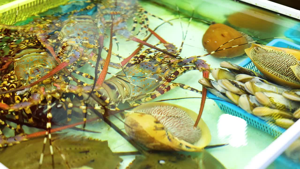 Lobsters and snails in a brightly lit aquarium at a fresh market. Vibrant colors and aquatic life create a lively atmosphere