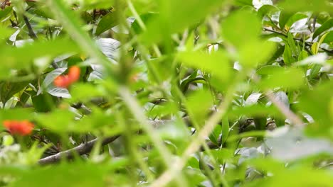 Pequeño-Pájaro-Escondido-Detrás-De-Ramas-De-árboles-Con-Hojas-Verdes,-Buscando-Comida