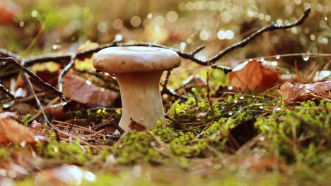 un boleto de hongo en un bosque soleado.