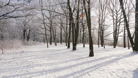 walk in the winter park first-person view 4k slow motion video