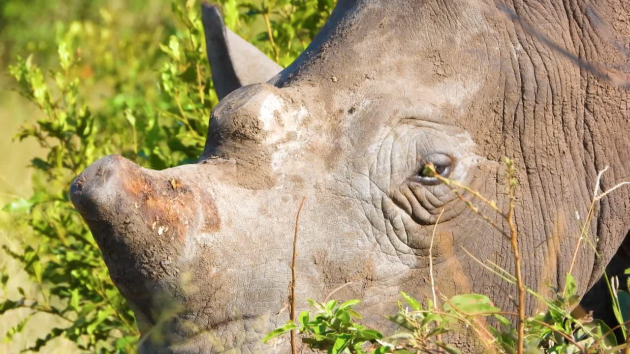 A grazing white rhino's head in the savannah of the Kruger National Park, South Africa.