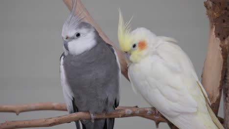 Pair-Of-Cockatiel-Resting-On-A-Branch-At-The-Zoo-Park