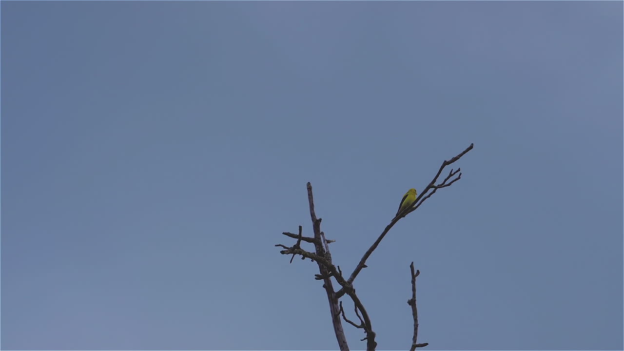 바람에 흔들리는 잎이없는 나무 꼭대기에 노란색 꾀꼬리