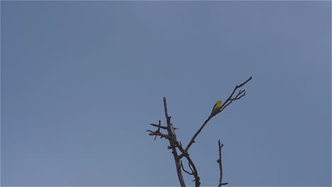 Oropéndola-Amarilla-En-La-Copa-De-Un-árbol-Sin-Hojas,-Balanceándose-Con-La-Brisa