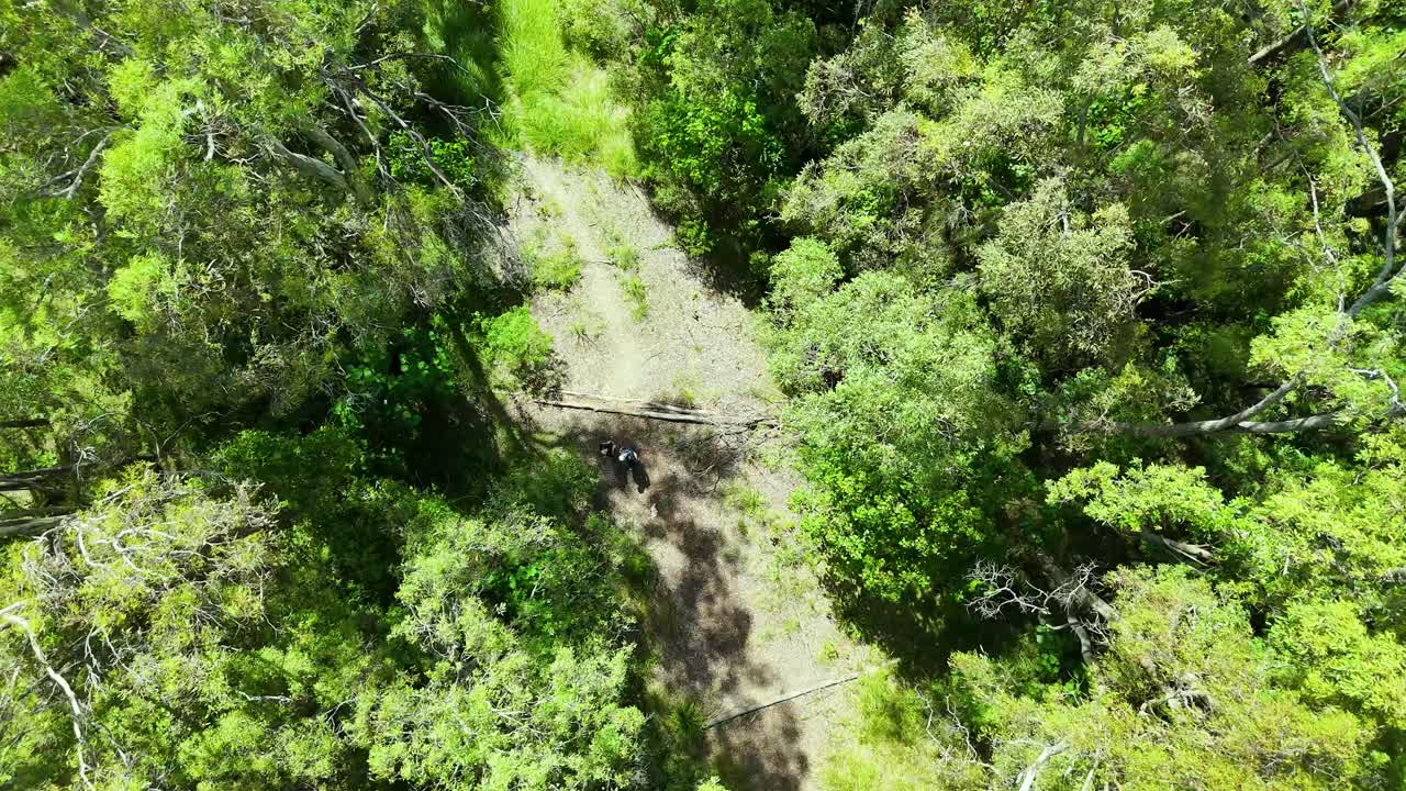 vista aérea del bosque con camino de tierra