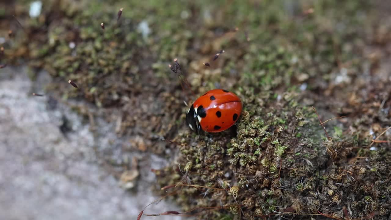 A Seven=Spotted Ladybird, Coccinella septempunctata hunting for Aphids on a moss covered headstone. Summer. UK