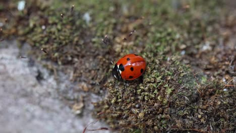 a seven=spotted ladybird, coccinella septempunctata hunting for aphids on a moss covered headstone. summer. uk