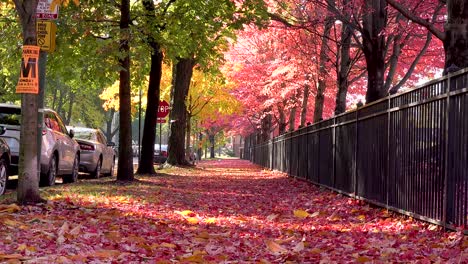 city sidewalk covered in bright red autumn leaves