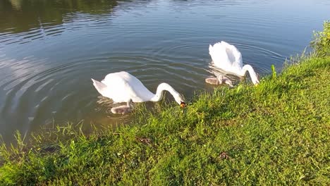 familia de cisnes con tres cisnes pequeños buscando comida en el banco del estanque verde