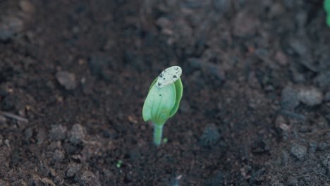 Aubergine-sprout-leaves-ready-to-burst-open-from-seed