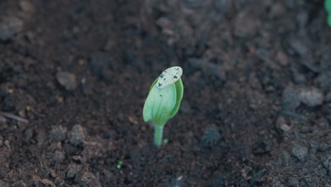 aubergine sprout leaves ready to burst open from seed