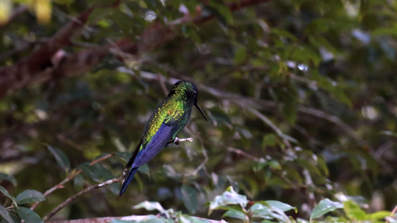 멋진 브라질의 보라색 이 있는 숲의 새가 열대우림에서 다시 자리를 잡는다.