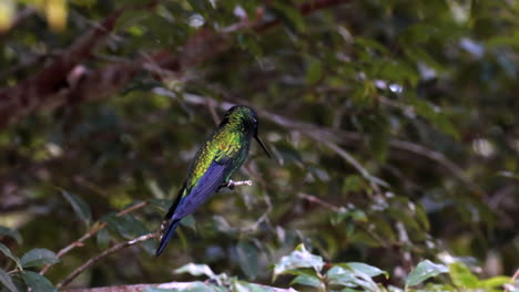 Impresionante-Ninfa-Del-Bosque-Brasileña-Cubierta-De-Violetas-Regresa-A-Posarse-En-La-Selva-Tropical