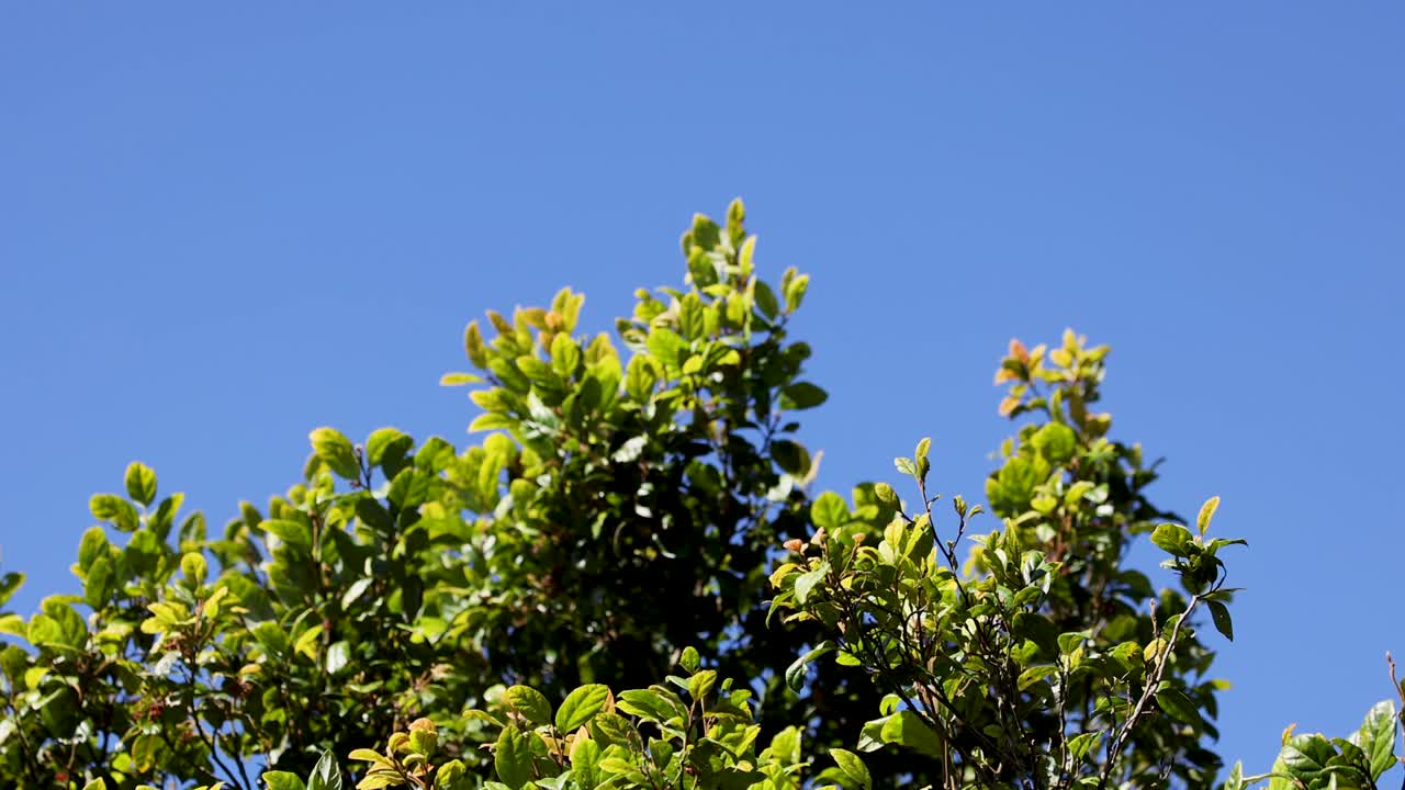 Bright green tree canopy against a clear blue sky, captured in Dorrigo Mountain, NSW, Australia. Static camera, natural lighting