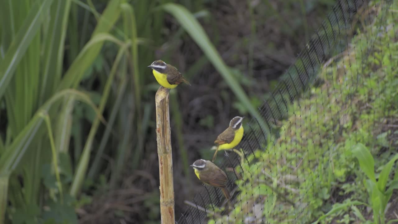 tres pájaros amarillos coronados de blanco en un palo y una cerca, tres gorriones amarillos coronados de blanco, gorrión colombia 60 fps