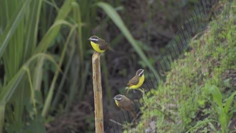 three yellow white crowned birds on a stick and fence , three yellow white crowned sparrows , sparrow colombia 60 fps