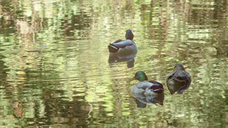 Patos-Mallard-Femeninos-Nadando-En-El-Estanque-Con-Reflejos-Difusos-De-La-Naturaleza